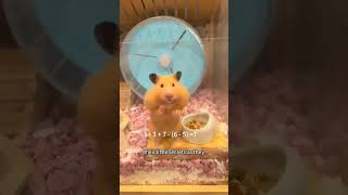 The Daily Life of Hamster Babies“Daily Experience Sharing of Raising a Hamster [upl. by Zulema]