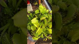 Dionaea muscipula All Green [upl. by Efar]