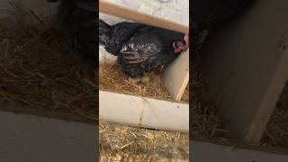 Australorp hen laying big size egg 🥚 shorts youtubeshorts [upl. by Etessil822]