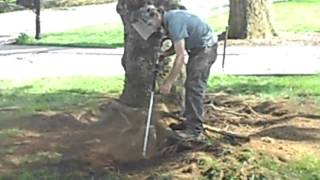 Tree Root Collar Excavation of Norway Spruce with Girdling Root [upl. by Ahsitnauq]