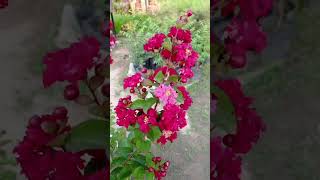 Lagerstroemia Indica Red Plant Crape Myrtle सावनी Sawani shorts summerfloweringplant [upl. by Kcirded]