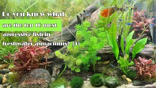 Top 10 Most Aggressive Fish in Freshwater AquariumPart 1 [upl. by Arbe66]