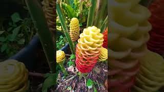 quotShampoo Ginger Lily Plantquot Napaka ganda palashorts [upl. by Legin]