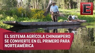 Reconocen a las chinampas como Patrimonio Agrícola Mundial [upl. by Kennett]