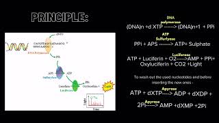 Pyrosequencing [upl. by Llehsram]