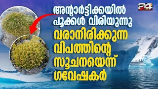 അന്റാർട്ടിക്കയിൽ പൂക്കൾ വിരിയുന്നുണ്ട് ഭയക്കണമെന്ന് വിദഗ്ധർ [upl. by Cherice]