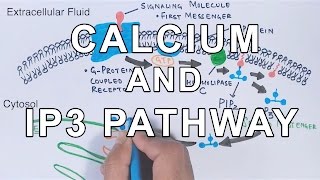 Calcium amp IP3 Pathway [upl. by Leviralc138]