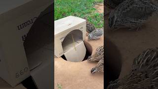 Really good quail trap using cardboard box shorts [upl. by Esilana794]