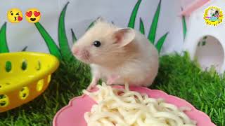 Hamsters who like to play eat and sleep Their favorite foods are vegetables and small grains [upl. by Anialeh842]