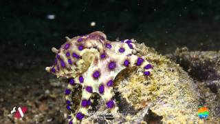 Muck Diving in Lembeh Strait Episode 8 [upl. by Rolf]