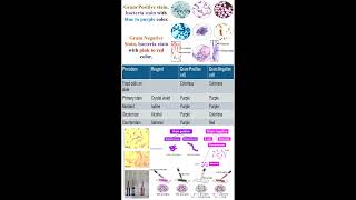 Different between Gram Positive and Negative Stains in Bacteria geneticteacher [upl. by Burris]