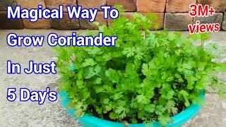 Magical way to Grow Coriander In just 5 Days  How to grow Coriander at home  Cilantro grow at home [upl. by Nelsen217]