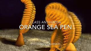 Orange Sea Pen [upl. by Ahsienom200]