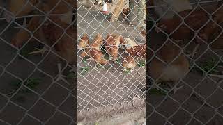 Sasso chickens pecking amaranthus and bidens pilosa black jack leaves poultry chicken farming [upl. by Wehhtam]