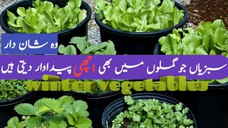 October ke mahine Mein ugane wali sabziyan how to grow winter vegetables in pots [upl. by Rundgren969]