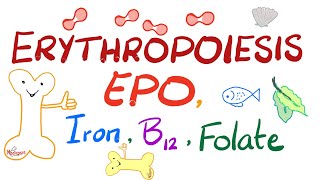 Erythropoiesis EPO Iron Vitamin B12 and Folate  Physiology Series [upl. by Verda]