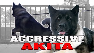 Aggressive Akita DOG at the Park Learns to Behave [upl. by Tuck198]