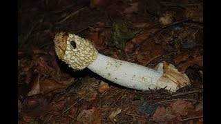 The Common Stinkhorn Phallus impudicus [upl. by Marta]