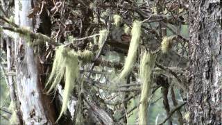 Subida cerro Mackay Coyhaique Patagonia trekking [upl. by Nair]