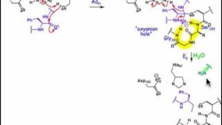 2106 Serine and Cysteine Proteases [upl. by Pickens33]