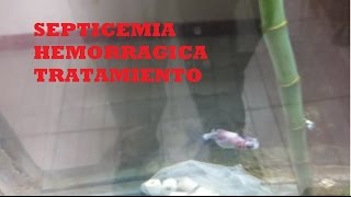 TRATAMIENTO SEPTICEMIA HEMORRAGICA EN PECES [upl. by Verina423]