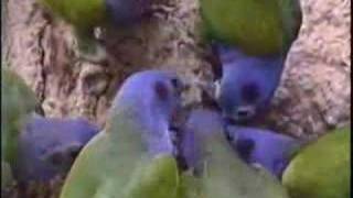 Blueheaded Parrot at clay lick in Manu Peru [upl. by Ykroc]