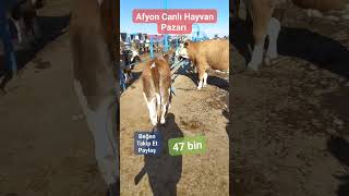 Afyon Canlı Hayvan Pazarı canlıhayvan damızlık cow dana düve simental bull inek animals [upl. by Laehcim]