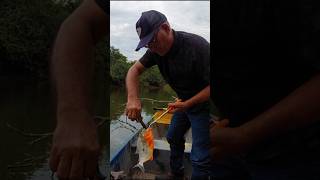 FAZENDO UM TRATAMENTO DENTÁRIO NO PEIXE pescadores peixe pescaria peixe shorts shortvideo [upl. by Hudgens348]