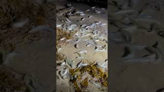 Incredible grunion run [upl. by Dachy]