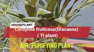 Cordyline fruticosa DracaenaTi plant Good luck plant [upl. by Mclyman]