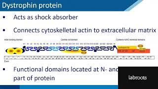 Webinar Dystrophin Quantification in Preclinical and Clinical Settings [upl. by Pammi612]