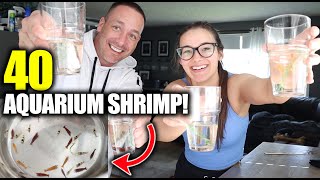 HE BROUGHT 40 AQUARIUM SHRIMP HOME ON THE PLANE  The king of DIY  ADayWithT [upl. by Marlea]