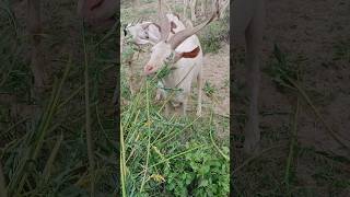 You will not find more beautiful goats than these goats in Thar goatlings [upl. by Calmas]