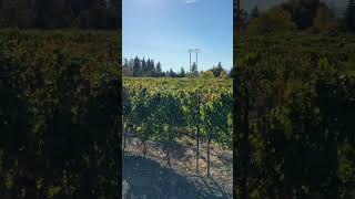 What Is Behind These Grapevines MarchesiVinyards Wine HoodRiver [upl. by Song]