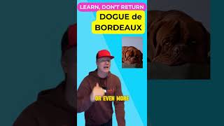 Dogue de Bordeaux Size and Lifespan Facts petzpaws learndontreturn doguedebordeaux [upl. by Etnaled]