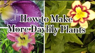 How to grow Daylily Flowers from seeds [upl. by Aciras]