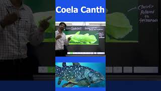 COELA CANTH termsinnews whyinnews coelacanth [upl. by Hgielhsa481]