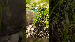 Peahen eggs hatching shorts birds viralvideo [upl. by Richara235]