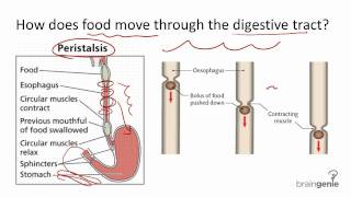 852 Peristalsis [upl. by Ag614]