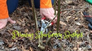 Pruning Blueberry Bushes [upl. by Aicia]