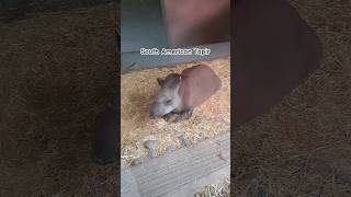 South American Tapir shorts youtubeshorts dublinzoo animalsanimal animallover tapir bushcow [upl. by Akem]