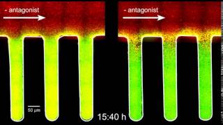 Watch Bacteria Turn Virulent [upl. by Lukey]