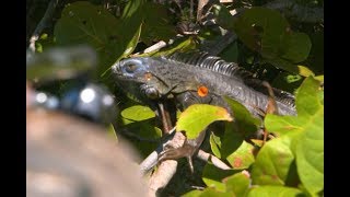 A Blow Gun Hunt for Floridas Giant Iguanas [upl. by Mou]