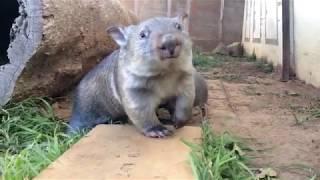 Baby wombats Summer and Dee playing [upl. by Panaggio]