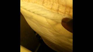 BED BUGS IN COCOA FLORIDA [upl. by Selina265]