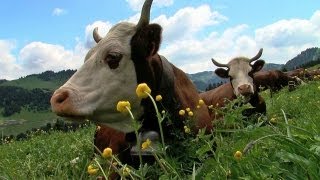 Agriculteurs à Hauteluce [upl. by Aratnahs]