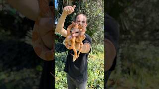 Pantherophis guttatus The Corn Snake 🌽🐍🌎 wildlife animal nature education snake shorts [upl. by Emrich250]