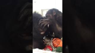 Andres and Butch Grooming  Save the Chimps [upl. by Loftus]