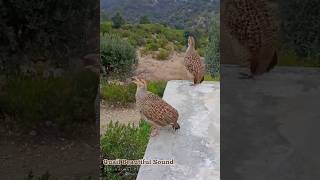 Quail Beautiful Sound  Morning Birds Chirping [upl. by Gayle]