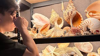 Virtual tour of my Seashell Collection [upl. by Ainahpets]